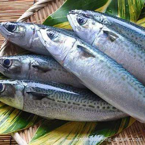 Best Pacific Frozen Whole Round Mackerel For Customer